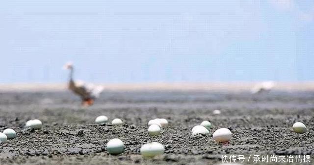 央视|央视“曝光”的海鸭蛋,这油到底是什么东西流出的“油”能吃吗