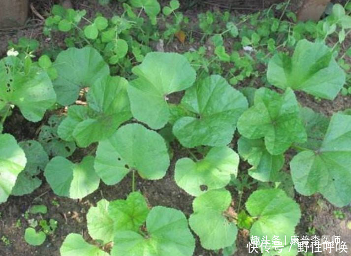 食物|女性坚持吃的食物,延缓衰老,改善肤质,越吃越年轻