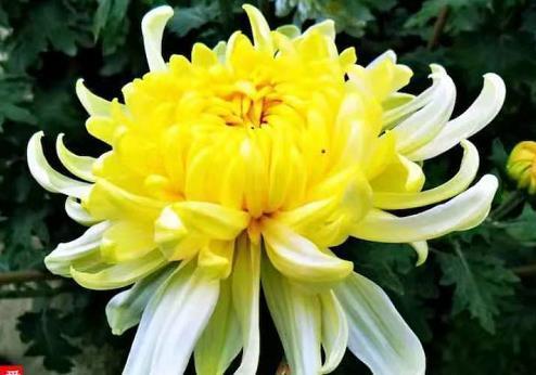 秋风萧瑟，不如养盆”珍稀名菊“黄莲羹，造型独特，妖艳美丽