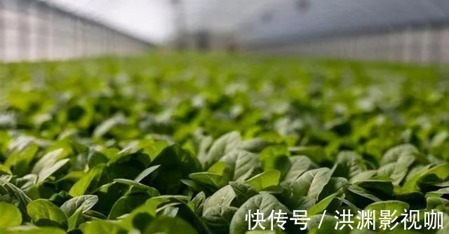 豌豆芽|春季肝气升发人易燥!吃好5个“养肝菜”,气血顺畅、疏肝解郁