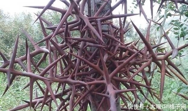 病所|铁钉一样的药物,药力极猛,通经活血散结,能治骨刺疼痛!