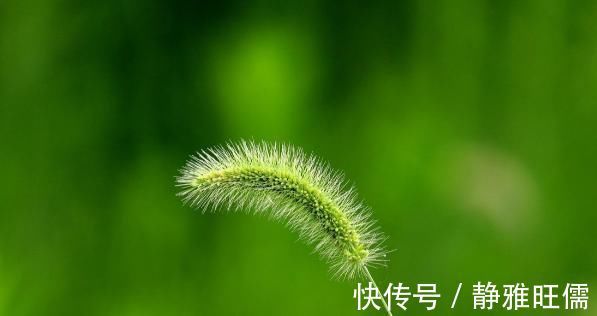 寻常疣|“狗尾草”真的很厉害!“药用价值”非常高,能预防关节疾病!