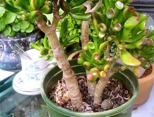 1种“玉树”大家都叫“吸财树”,叶子好看,一到秋天就“上色”