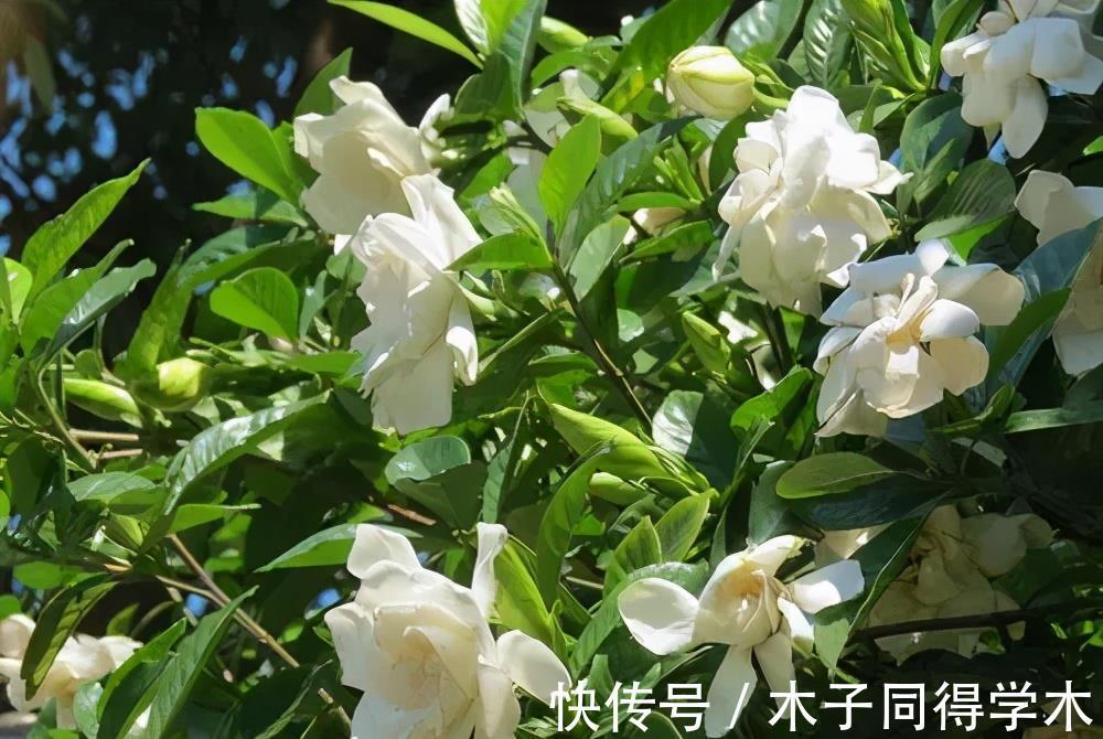 金枝玉叶|4种漂亮花，7月别忘了修剪，还能再开一茬花，剪得越狠花朵越多