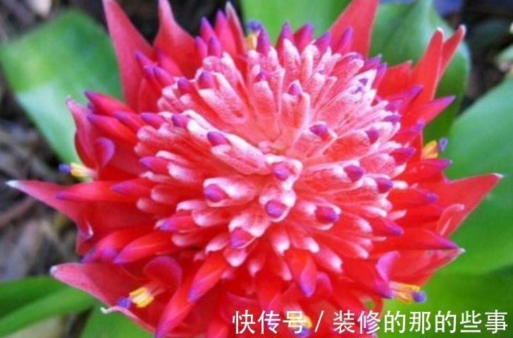 阳台|从8月13日开始，家养此款花卉，四季都有花开，阳台变花海