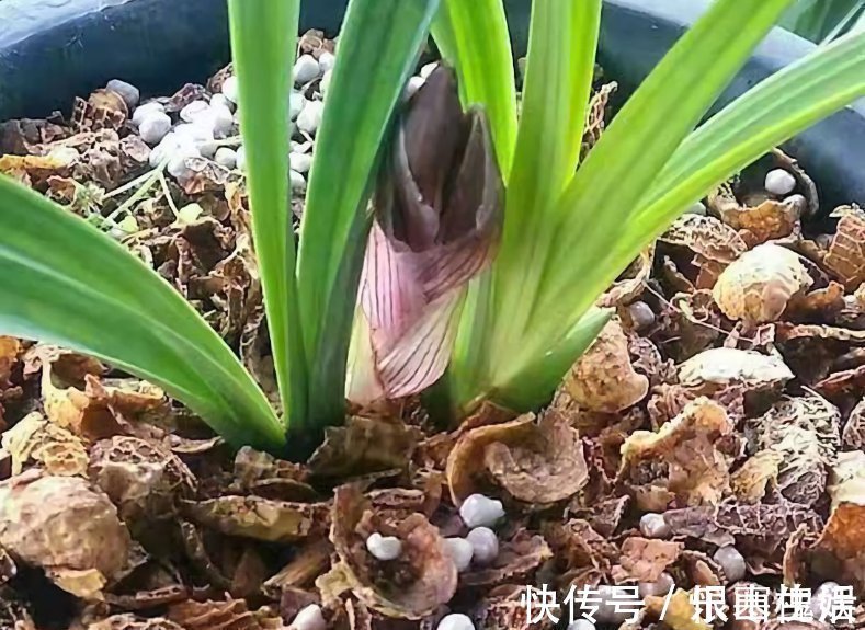 3样东西,吃完留下“废壳”,闷一闷拿来养花,比营养土强10倍