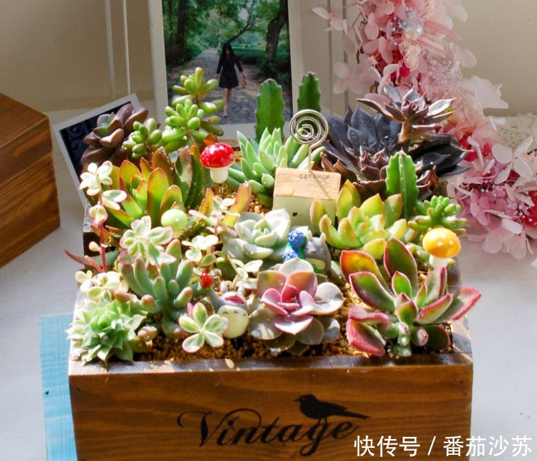 举动|5月,初遇暴雨后,盆栽多肉马上采取3项举动,一个都少不了