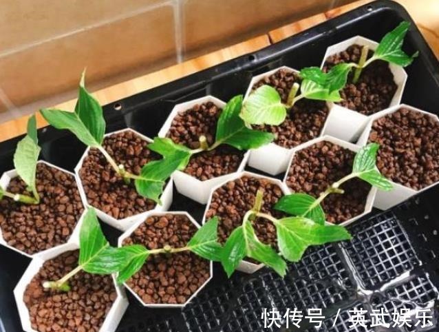 发酵|2种东西别嫌脏,用来养花妙极了,盆土疏松开花美,比花肥好使