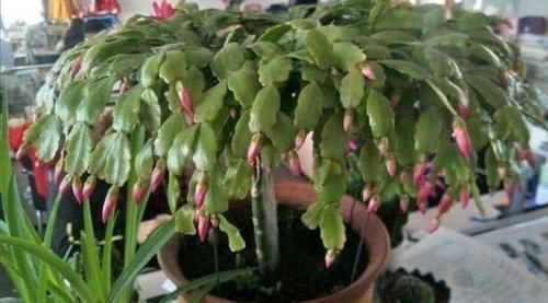 植株|什么花都养不好,就养2种花,开花漂亮,养护简单