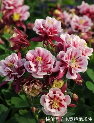 13种“漂亮花”,零下20度也冻不死它,大雪天依旧能开,又香又艳