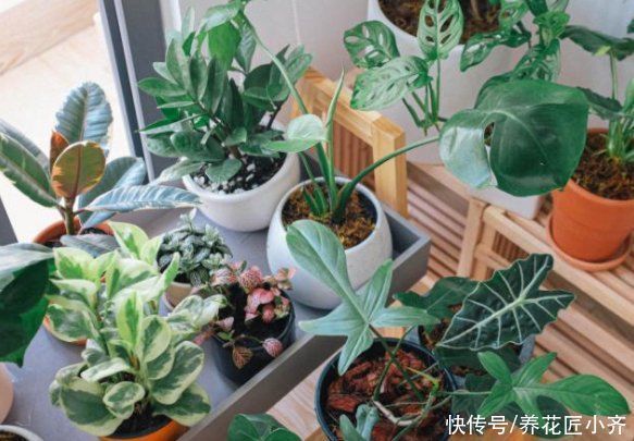 光照|养花高手都具备的“好习惯”，新手如果坚持下来，花会越养越好