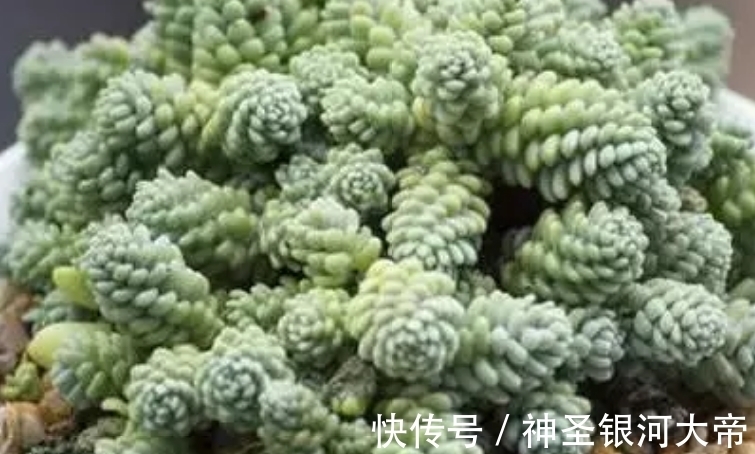 2块钱的多肉,养的好照样美的不像话