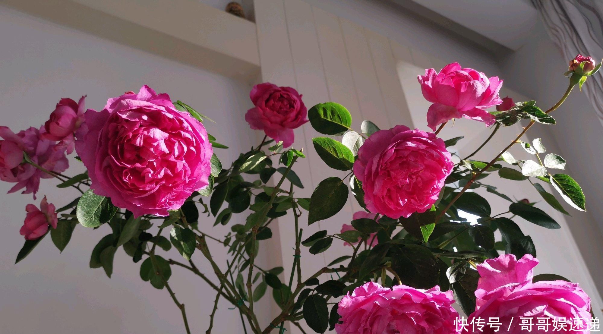 此盆栽花超级香,一花在室,满堂皆香,观赏价值高,四季有花开