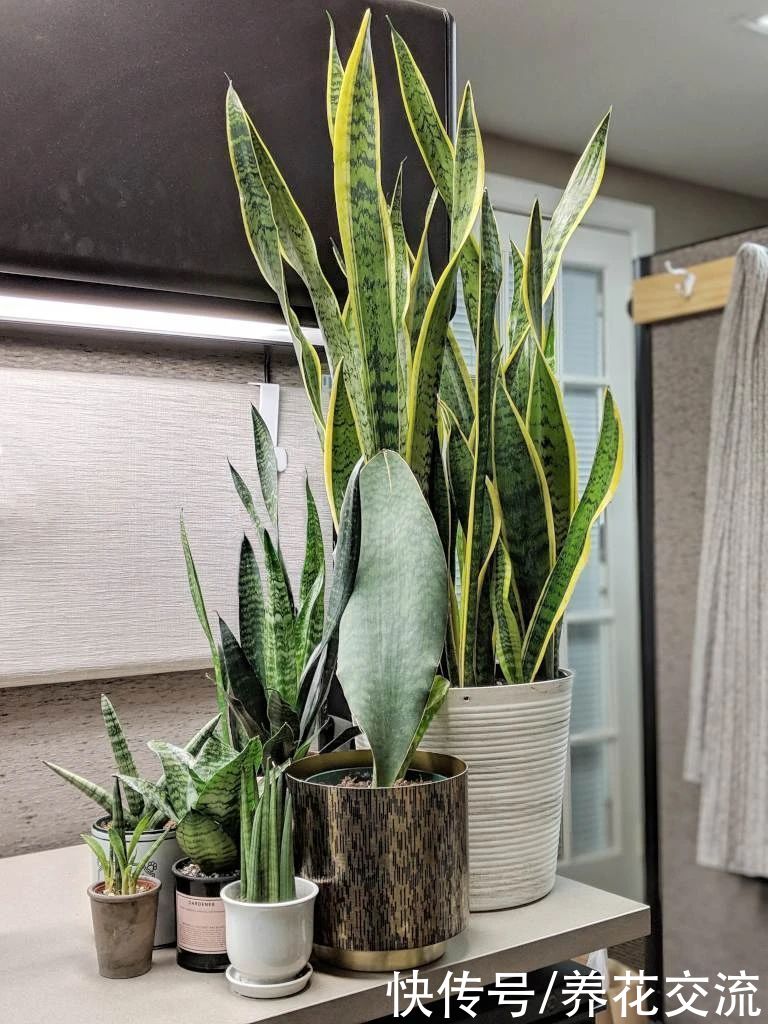 新手绿植选这几种不会错,容易养活,容易养出高颜值