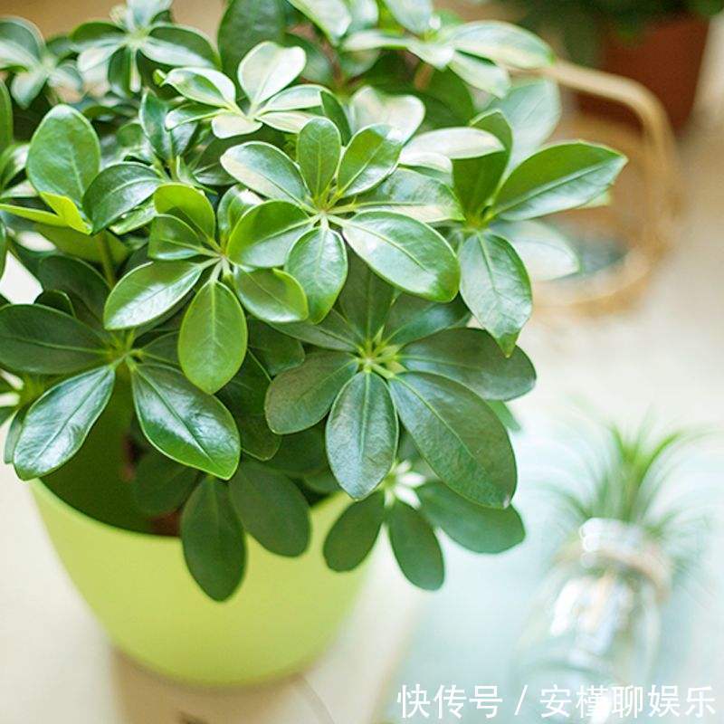 空气|家里摆这几盆花,不仅好看,还能净化空气,有利于身体健康!