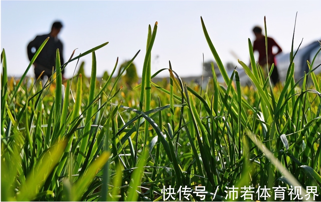 素食|肝不好的人不能吃大蒜?其实,这5种素食才不该吃,望你早做了解