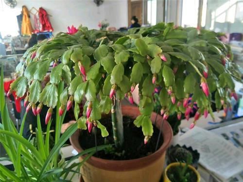  浇水|刚移植的蟹爪兰怎样浇水？