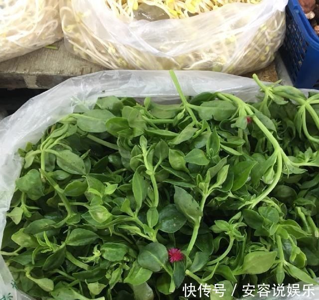 枝条|夏天“最适合”扦插3种花，10天生根，养2个月就能变“花海”