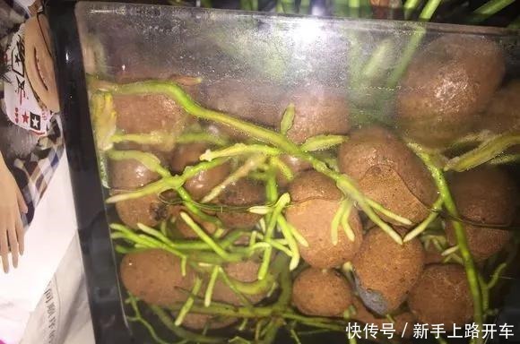 8种花换盆,换好了生一堆,换错立马死!8种花换盆,换好了生一堆,换错立马死!