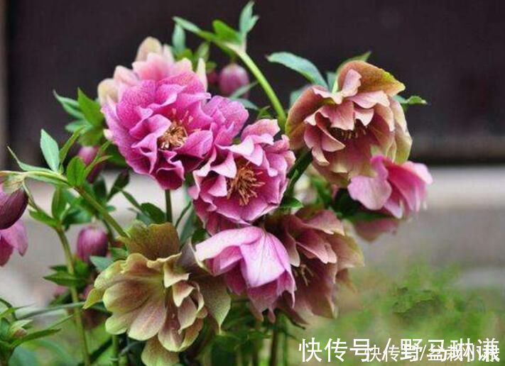 名字不好听，花朵很鲜艳，知道的花友不多，你认识吗？