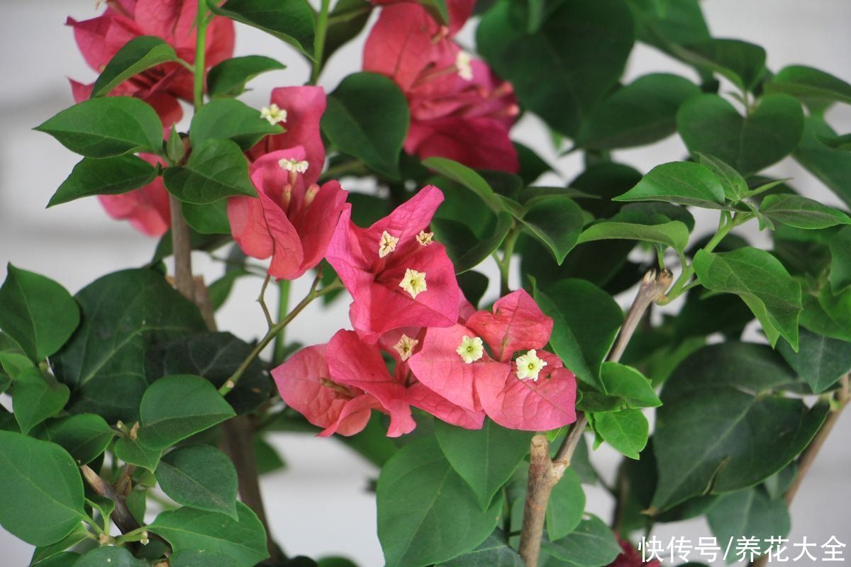 花友们|三角梅买来不会养,“5步法”教你养护,变成“别人家的三角梅”