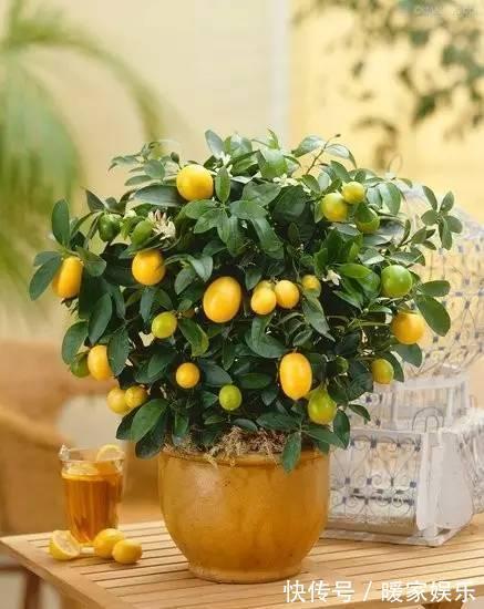 排水性|小盆栽也能养好的6种果子盆栽,想吃水果直接在阳台摘