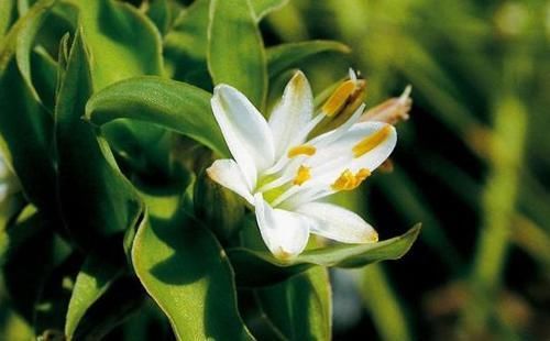  颜值|超惊艳的4种花，四季都开花，颜值超高的，种植很容易