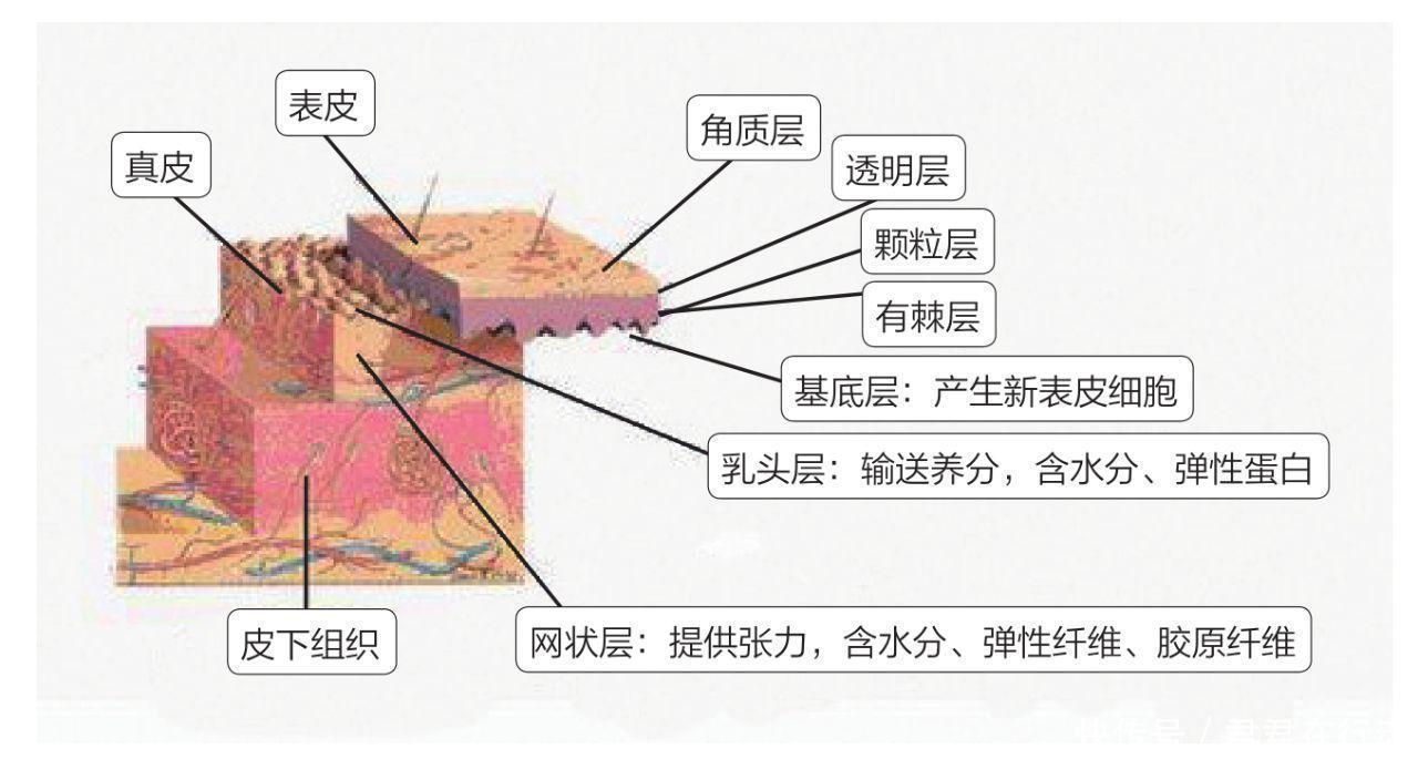 护肤品越用越多,肌肤状态急剧下滑,护肤品真的有效