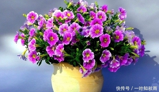 爆盆|这种花漂亮极了,一根枝条就能繁殖多盆,一年四季都开花爆盆!