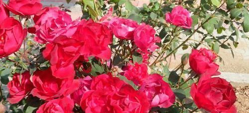  爆盆|她用一斤香蕉皮把花养爆盆，全年不用施肥，花长得又壮又好开花多