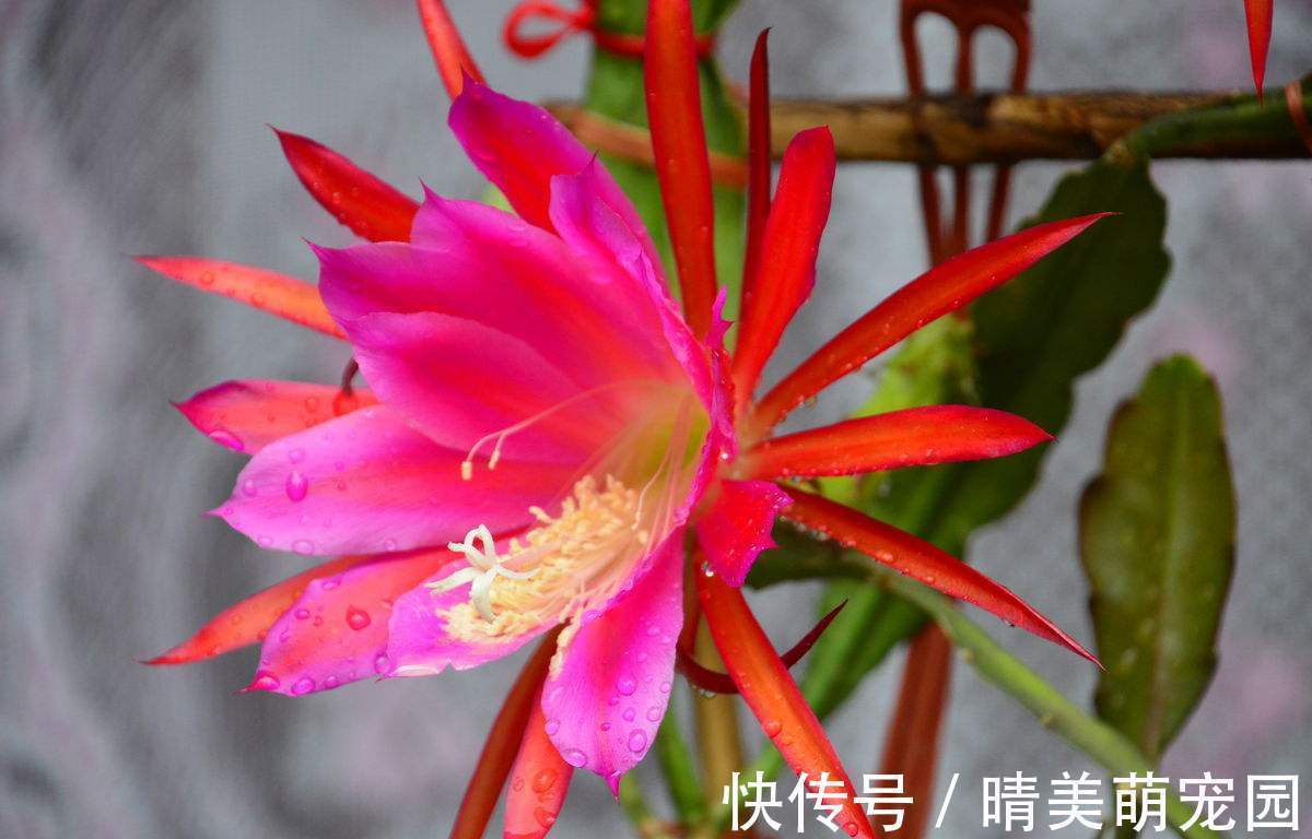 立秋后太阳毒辣，该养什么花？盆栽这3样，耐旱抗晒，开花漂亮