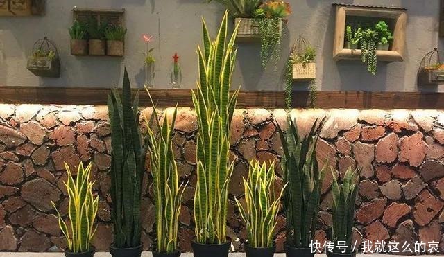 虎皮兰“僵住了”死活不长个,3个“舒服法”,新芽新叶嗖嗖冒!