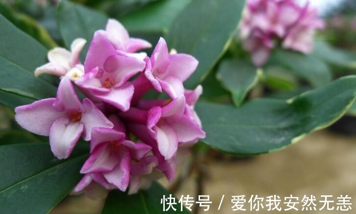 金边瑞香|怎么让金边瑞香“开花多、花香浓”?做对4件事,爱花人了解下