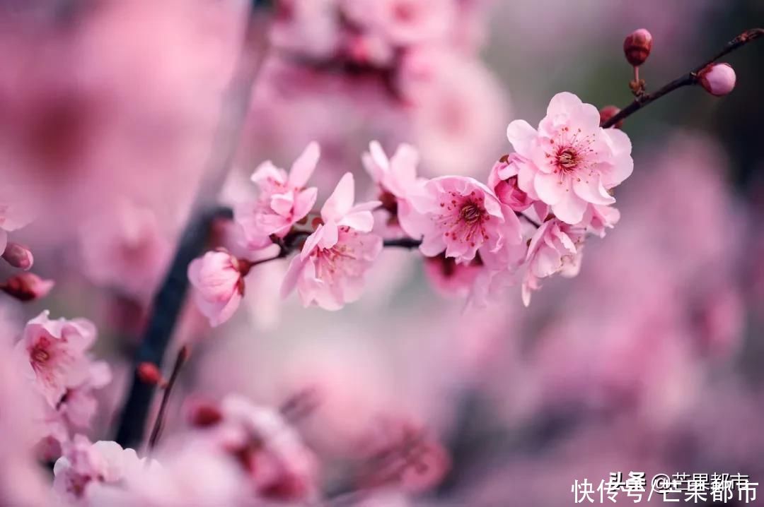 不愁没地去！长沙春节还有这些活动可以参加