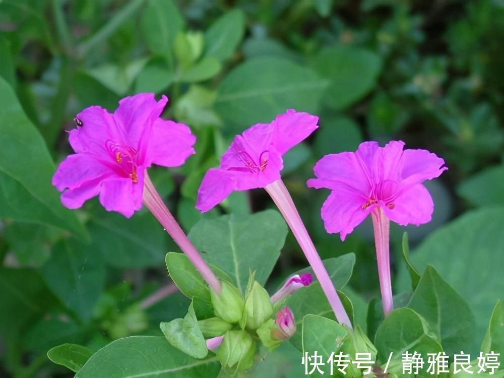 夜来香|这4种花养的人特别多，就为了看它们在夜间绽放，欣赏不一样的美