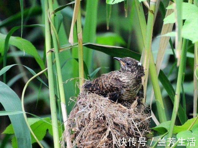 杜甫$不出名却妙不可言的古诗,久在书卷无人识,如今一见就倾心