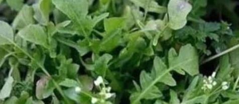 女性到了中年，常吃以下食物，排毒通便，養護腸胃，營養又瘦身