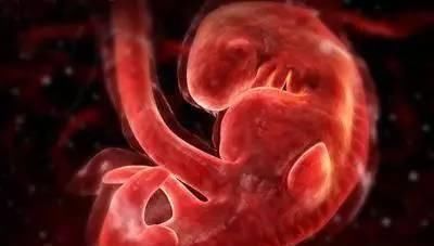 胎动|一组图记录怀胎十月,胎儿发育全过程,看完后,感叹生命神奇