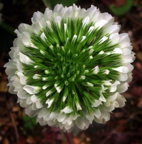 菊花|养树不如养盆“假菊花”,一浇水就狂长,比绿萝好养、比菊花美