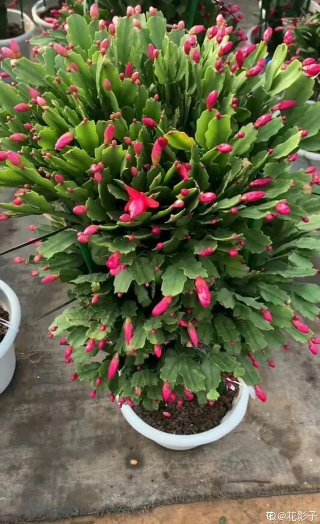 家里养盆虎皮兰，小花盆、挤着养，疯狂开花爆小崽！