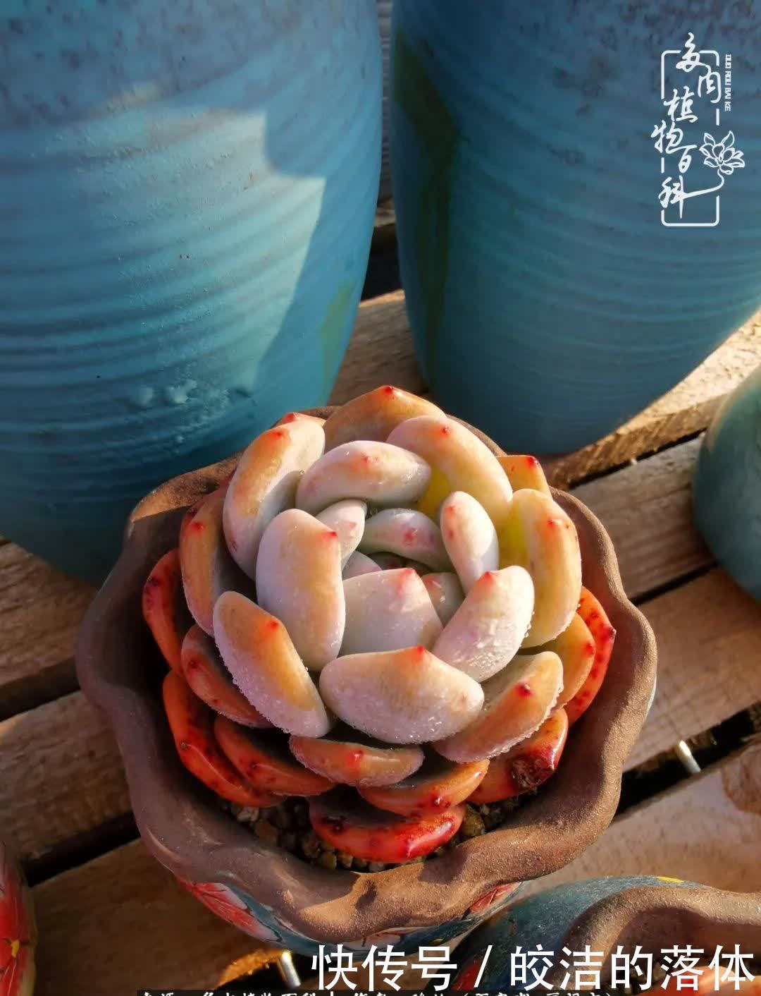 百度|我与多肉那些不得不说的故事!