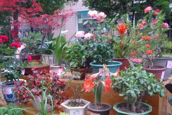 不想花钱买肥料教你1招,自己在家里堆肥,养花效果“1级棒”