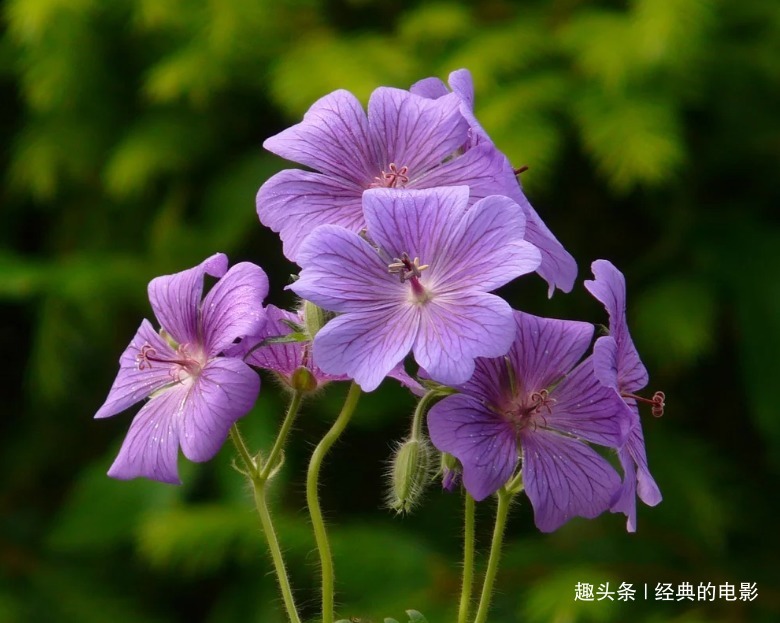 此花颜色绚丽多彩,犹如一个妩媚的女子,有幸福就在身边的寓意