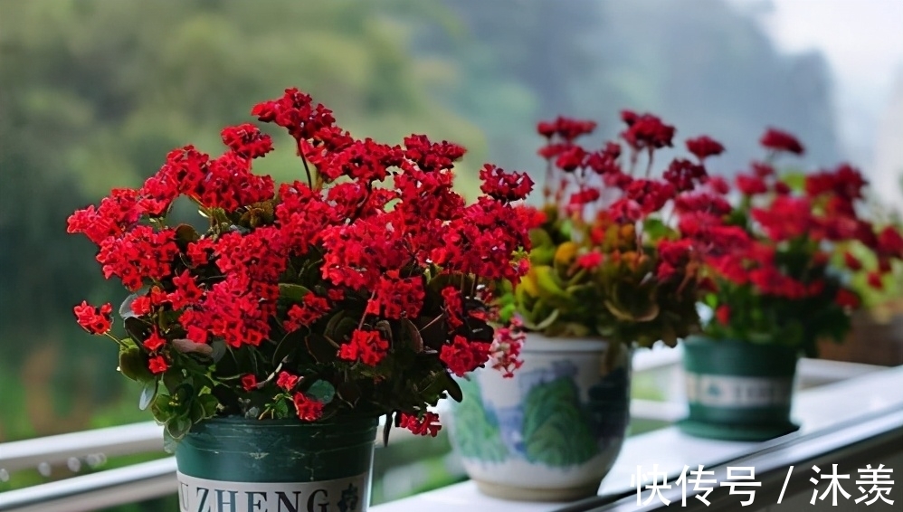 长寿花光长叶不开花,是什么原因,该如何处理呢?