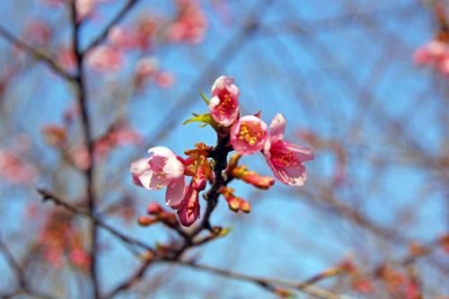 “史上最早”樱花季来了？梅花表示不爽：我还没红够呢