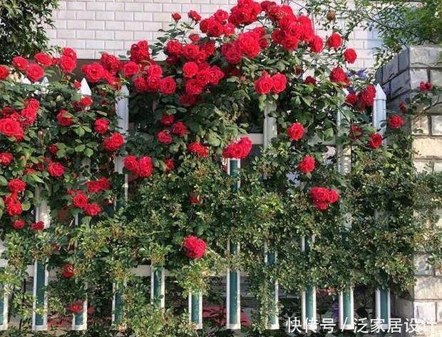 看见一户人家院子,栽满爬藤花,好美!真是羡煞旁人