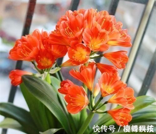 君子兰是多晒好,还是少晒好很多人弄反了,难怪黄叶不开花