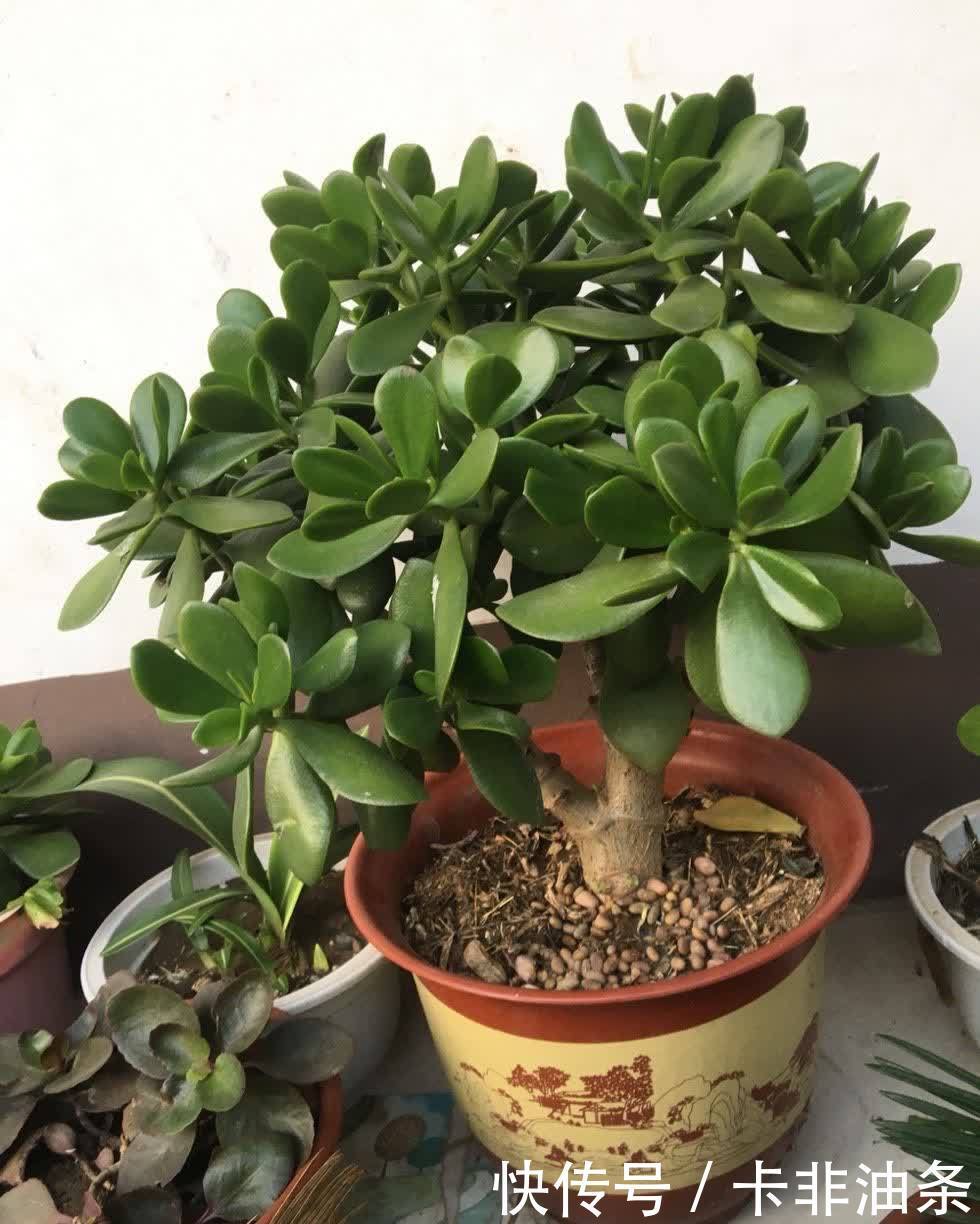 老桩|夏季养玉树,3步要做好,枝子粗叶子绿,越长越好看