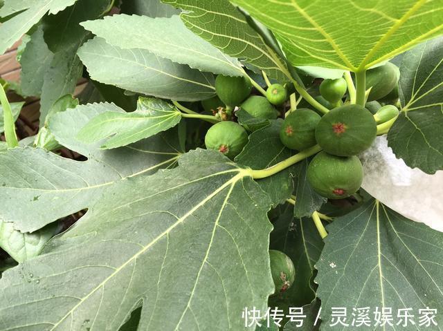无花果|盆栽无花果“这样养”,一片叶子10个果,不掉果,个个大又甜