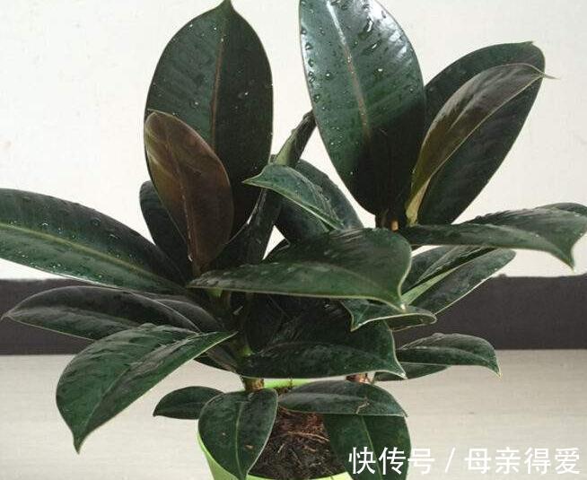 新手养花,改掉5个坏习惯,根系壮,枝叶茂,不然养1盆死1盆